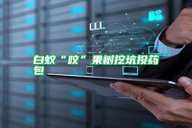 白蟻“咬”果樹挖坑投藥包