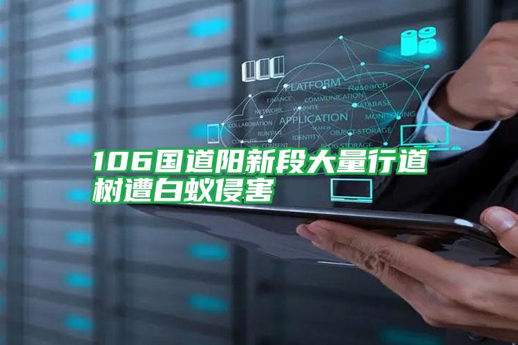 106國(guó)道陽(yáng)新段大量行道樹遭白蟻侵害