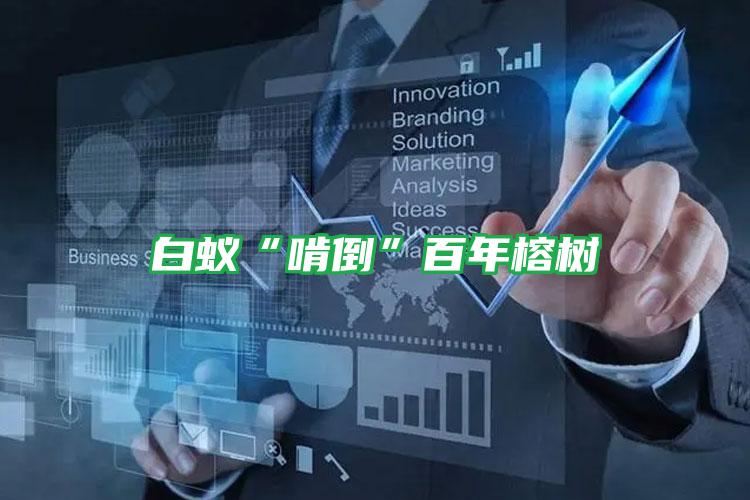 白蟻“啃倒”百年榕樹