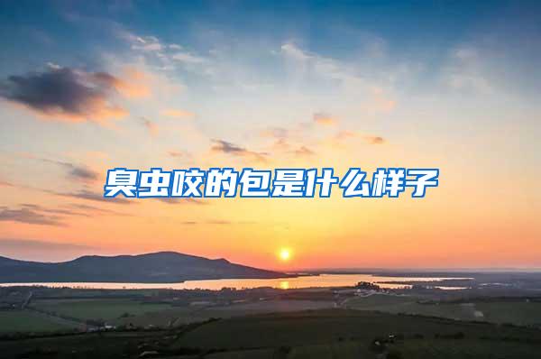 臭蟲咬的包是什么樣子