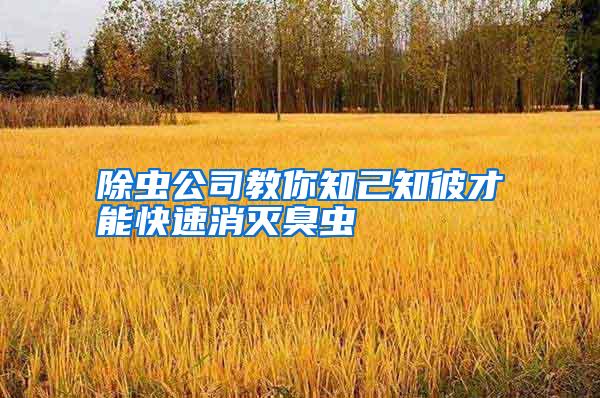 除蟲公司教你知己知彼才能快速消滅臭蟲