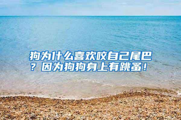 狗為什么喜歡咬自己尾巴？因?yàn)楣饭飞砩嫌刑椋?/></p>
					 <p style=