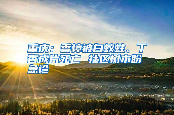 重慶:香樟被白蟻蛀、丁香成片死亡 社區(qū)樹(shù)木盼急診