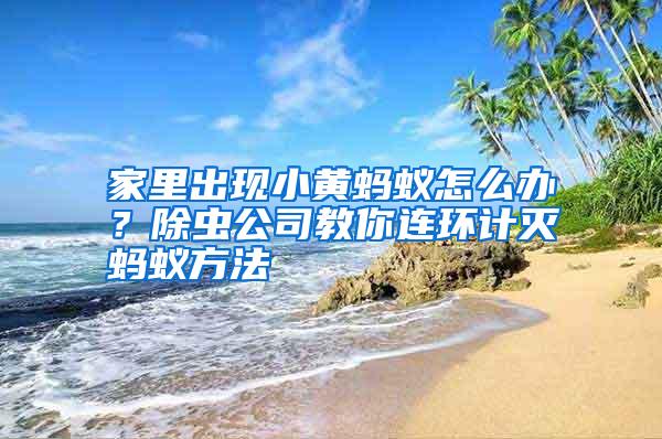 家里出現(xiàn)小黃螞蟻怎么辦?除蟲(chóng)公司教你連環(huán)計(jì)滅螞蟻方法