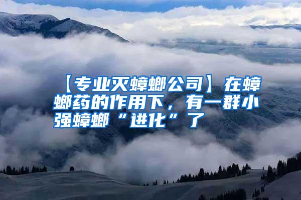 【專業(yè)滅蟑螂公司】在蟑螂藥的作用下,有一群小強(qiáng)蟑螂“進(jìn)化”了