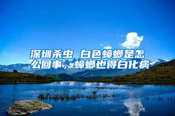 深圳殺蟲 白色蟑螂是怎么回事,蟑螂也得白化病
