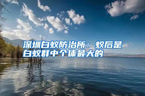 深圳白蟻防治所:蟻后是白蟻群中個體最大的
