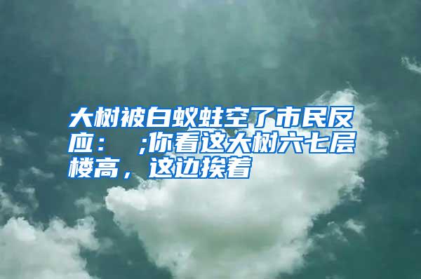 大樹被白蟻蛀空了市民反應(yīng): ;你看這大樹六七層樓高,這邊挨著