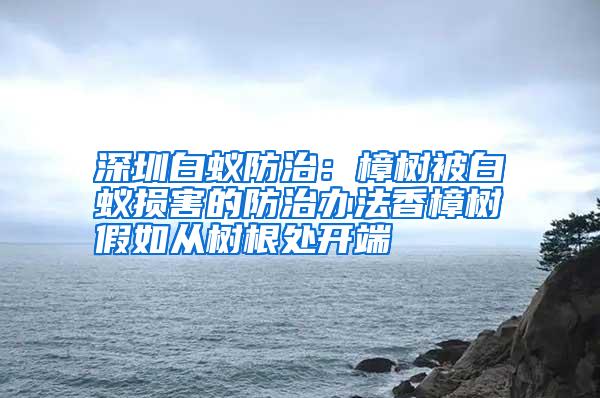 深圳白蟻防治:樟樹被白蟻損害的防治辦法香樟樹假如從樹根處開端