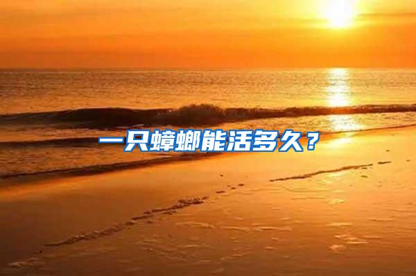 一只蟑螂能活多久?