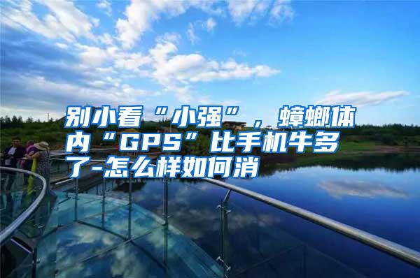 別小看“小強(qiáng)”,蟑螂體內(nèi)“GPS”比手機(jī)牛多了-怎么樣如何消