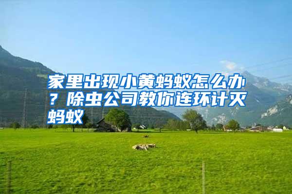 家里出現(xiàn)小黃螞蟻怎么辦?除蟲公司教你連環(huán)計滅螞蟻