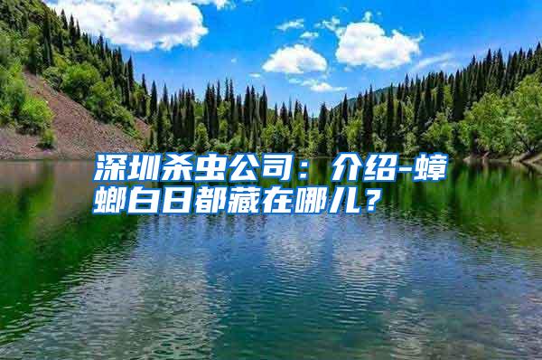 深圳殺蟲公司:介紹-蟑螂白日都藏在哪兒?