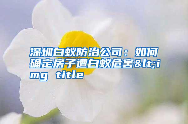 深圳白蟻防治公司:如何確定房子遭白蟻危害<img title
