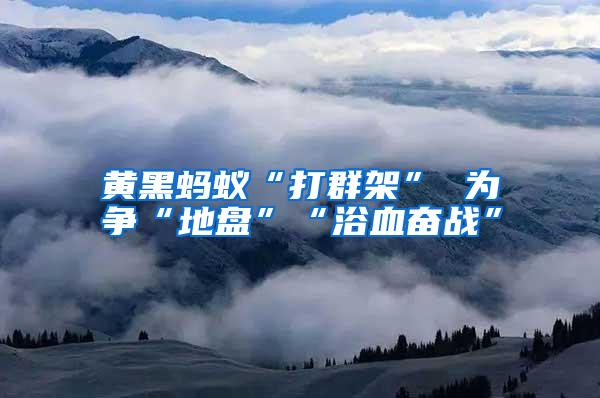 黃黑螞蟻“打群架” 為爭(zhēng)“地盤”“浴血奮戰(zhàn)”