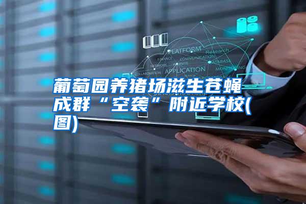 葡萄園養(yǎng)豬場滋生蒼蠅 成群“空襲”附近學(xué)校(圖)