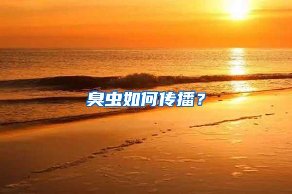 臭蟲如何傳播?