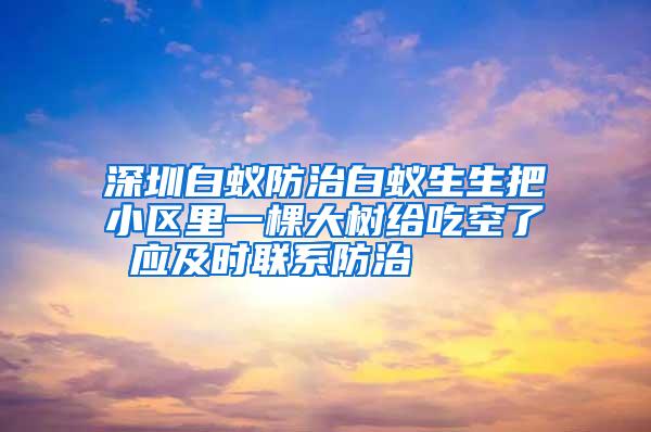 深圳白蟻防治白蟻生生把小區(qū)里一棵大樹給吃空了 應(yīng)及時聯(lián)系防治