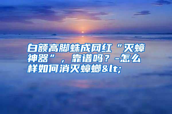 白額高腳蛛成網(wǎng)紅“滅蟑神器”,靠譜嗎?-怎么樣如何消滅蟑螂<