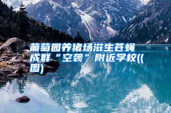 葡萄園養(yǎng)豬場滋生蒼蠅 成群“空襲”附近學(xué)校((圖)