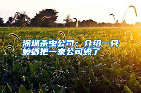 深圳殺蟲公司:介紹一只蟑螂把一家公司毀了