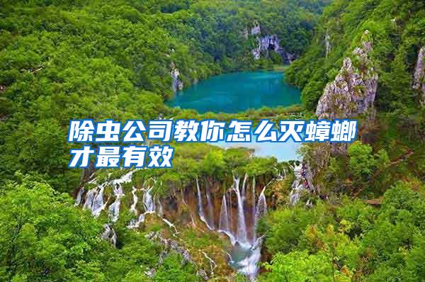 除蟲公司教你怎么滅蟑螂才最有效