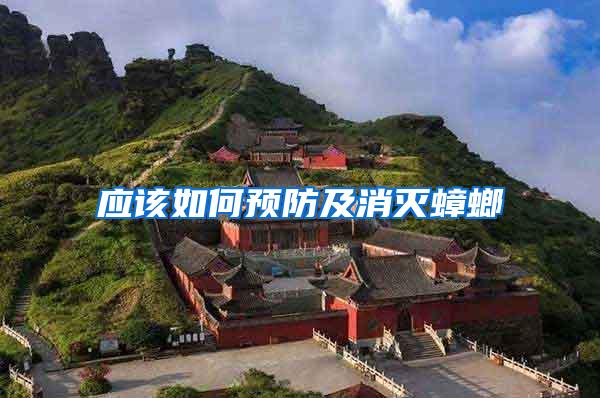 應該如何預防及消滅蟑螂