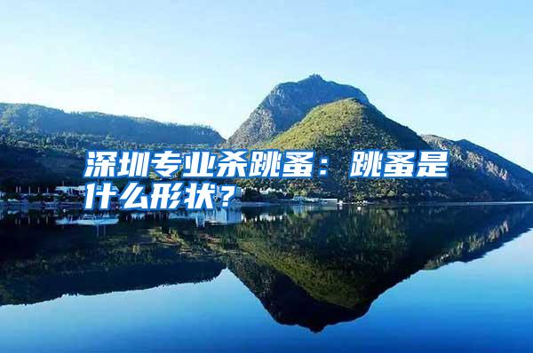 深圳專業(yè)殺跳蚤:跳蚤是什么形狀?