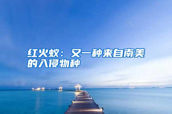 紅火蟻:又一種來自南美的入侵物種