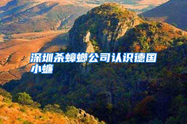 深圳殺蟑螂公司認(rèn)識(shí)德國(guó)小蠊