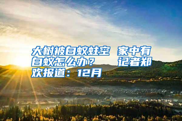 大樹(shù)被白蟻蛀空 家中有白蟻怎么辦? 記者鄭歡報(bào)道:12月