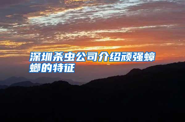 深圳殺蟲公司介紹頑強蟑螂的特征