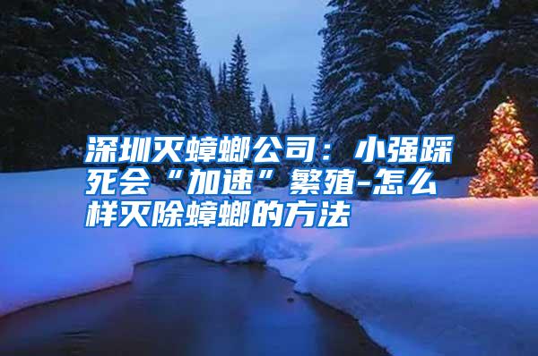 深圳滅蟑螂公司:小強(qiáng)踩死會(huì)“加速”繁殖-怎么樣滅除蟑螂的方法