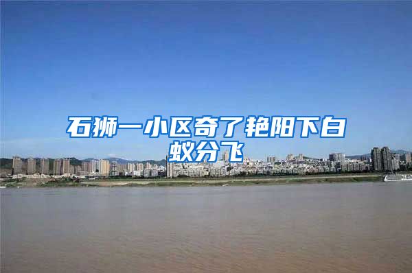 石獅一小區(qū)奇了艷陽(yáng)下白蟻分飛