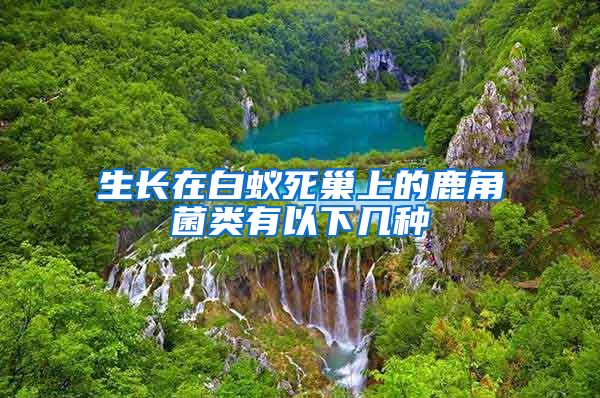生長在白蟻死巢上的鹿角菌類有以下幾種