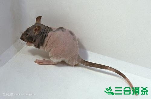 如何消滅老鼠,滅除老鼠最佳方法 家里有老鼠怎么辦,消滅老鼠公司