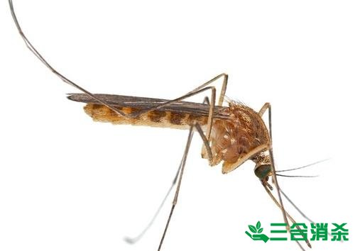 滅蚊公司,滅蚊子最有效的方法 滅蚊方法,滅蚊子方法