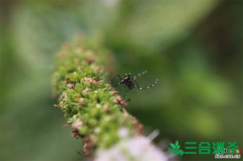 滅蚊公司,滅蚊子最有效的方法 滅蚊方法,滅蚊子方法