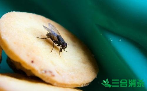 蒼蠅防治方法,滅蒼蠅公司