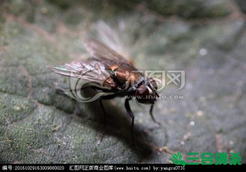 滅蒼蠅方法,蒼蠅防治 蒼蠅防治方法,滅蒼蠅公司