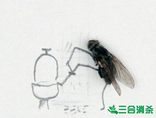 滅蒼蠅方法,蒼蠅防治 蒼蠅防治方法,滅蒼蠅公司