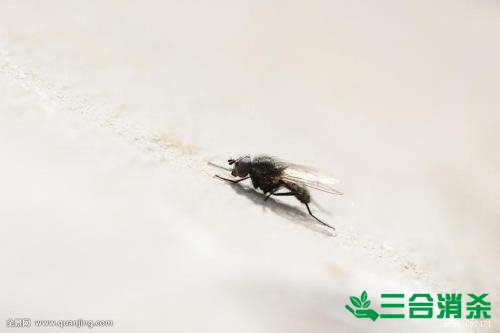 滅蒼蠅方法,蒼蠅防治 蒼蠅防治方法,滅蒼蠅公司