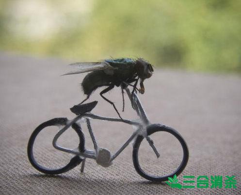 滅蒼蠅方法,蒼蠅防治 蒼蠅防治方法,滅蒼蠅公司