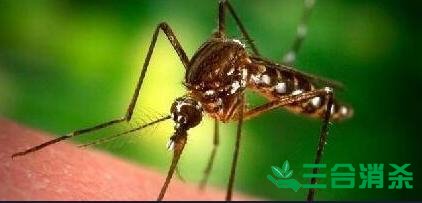 滅蚊公司,滅蚊子最有效的方法 滅蚊方法,滅蚊子方法