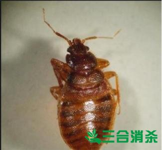 四害防治,除四害滅四害 四害消殺公司,滅四害殺蟲公司