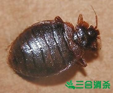 四害防治,除四害滅四害 四害消殺公司,滅四害殺蟲(chóng)公司