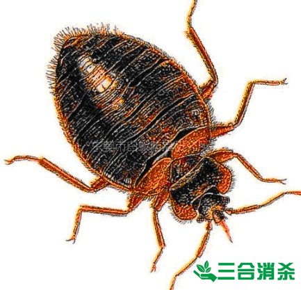 四害防治,除四害滅四害 四害消殺公司,滅四害殺蟲公司