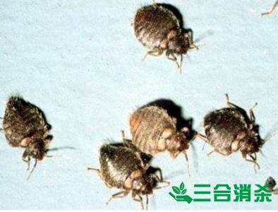 四害消殺公司,滅四害殺蟲(chóng)公司