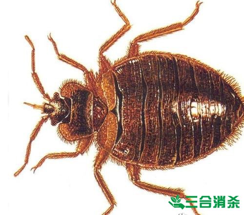四害防治,除四害滅四害 四害消殺公司,滅四害殺蟲公司