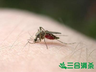 滅蚊公司,滅蚊子最有效的方法 滅蚊方法,滅蚊子方法
